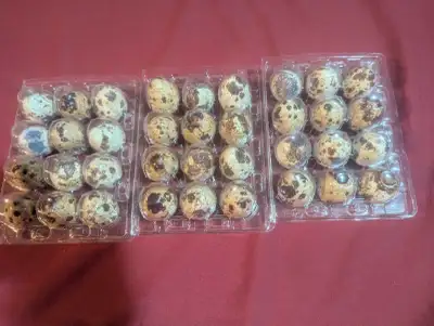 3 douzaines d'oeufs fécondes de Cailles du Japon. Dernière photo les parents. Je demande 8$ la douza...