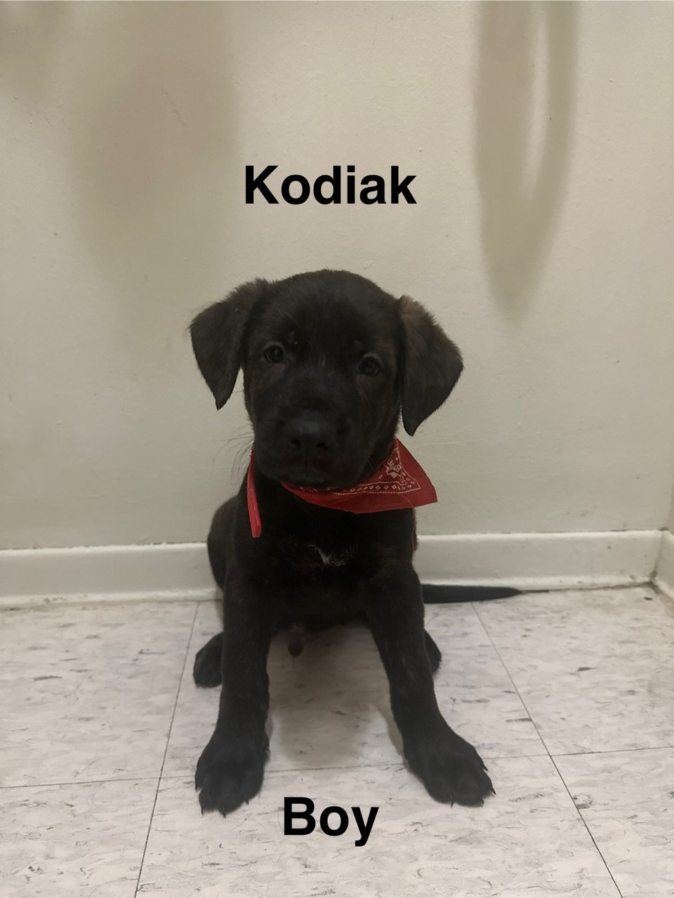 Rottie-Boxer/mix puppies only 3 left. | Dogs & Puppies for Rehoming ...