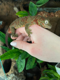 Mainland Chahoua Gecko