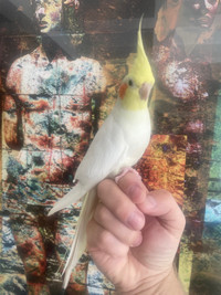 Super beautiful, sweet and cuddly baby Lutino Cockatiel!