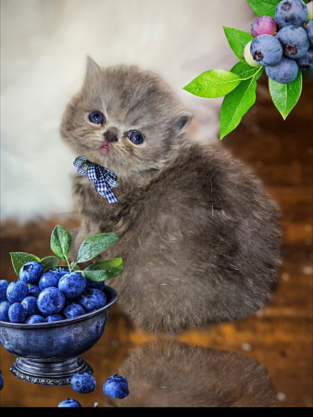 Show quality  PERSIANS kittens(boys n girls) in Cats & Kittens for Rehoming in Mississauga / Peel Region - Image 4