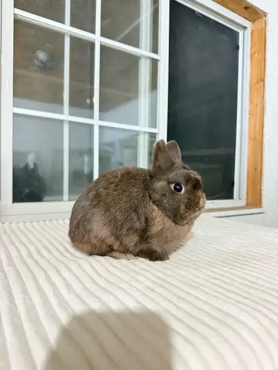 **Adorable Netherland Dwarf Bunny**, View more
