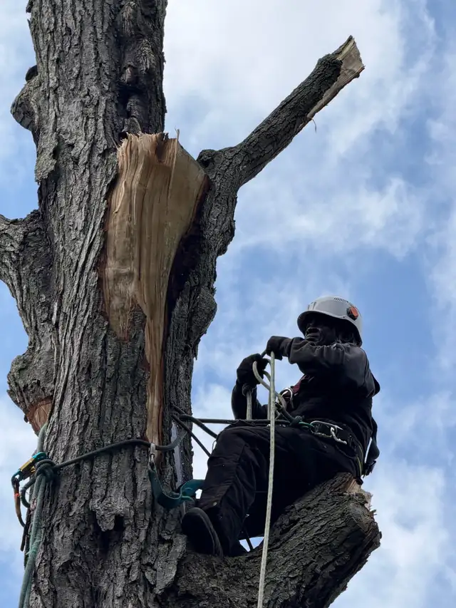 Tree removal and Pruning  in Lawn, Tree Maintenance & Eavestrough in City of Toronto - Image 6