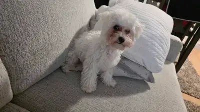 Sweet 6-Month-Old Bichon Frise Puppy – Looking for a Loving Home, View more