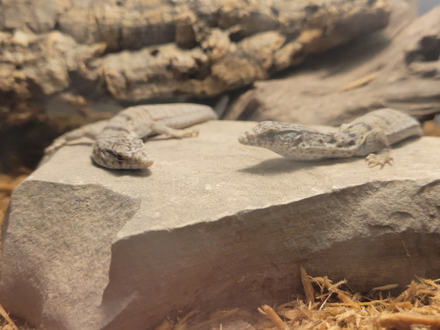 Reptile Rescue  in Reptiles & Amphibians for Rehoming in Trenton