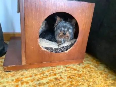 Male Yorkie, View more