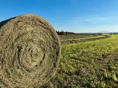 Hay for Sale, View more
