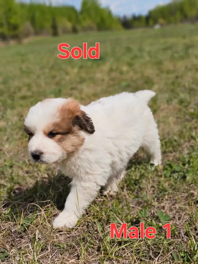 Great Bernese Puppies  **1  Left** in Dogs & Puppies for Rehoming in Edmonton - Image 9