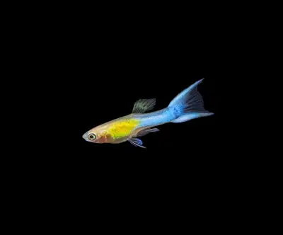 Fancy guppy - Blue double sword, View more