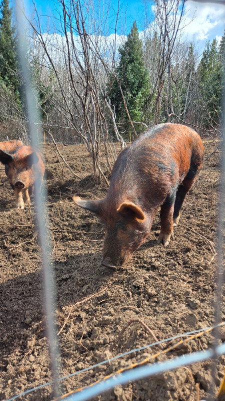 Feeder pigs for sale in Livestock in Terrace - Image 3