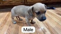 Chihuahua puppies mixed