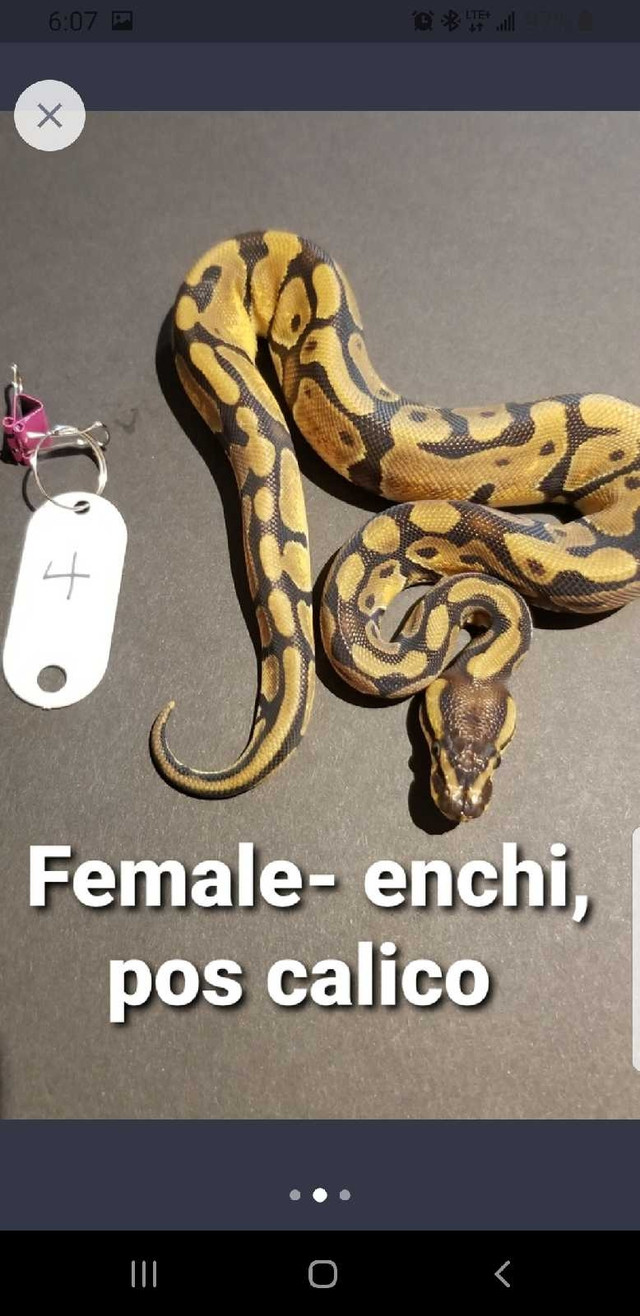 Enchi pos Calico- Female ♀️ in Reptiles & Amphibians for Rehoming in Mississauga / Peel Region