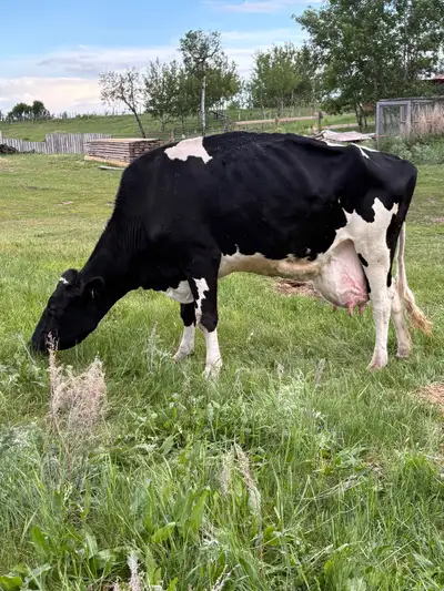 Great cow for hand milking or machine. Very quiet. No kick ! She has only 3 viable teats but lots of...