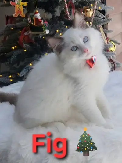 TICA/CFA Registered Cattery –Male Ragdoll Kitten AVAILABLE!, View more