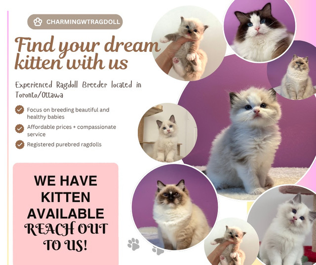 Beautiful kittens available for rehoming! in Cats & Kittens for Rehoming in Ottawa