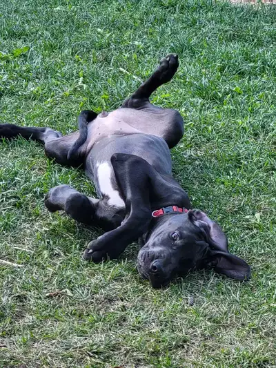 Beautiful Great Dane Girls Looking for Their Forever Families, View more
