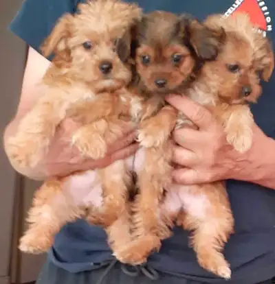 PLEASE READ UNTILL THE END OF THE DESCRIPTION Adorable morkie puppies, very tiny, they are ready to...