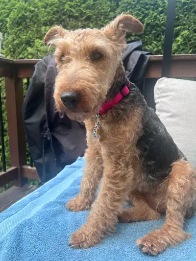 Welsh Terrier, femelle de 4 ans, View more