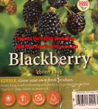Blackberry Seedlings "ebony King"