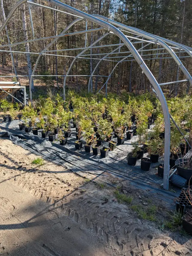 Lots of Shrubs62863734374530121