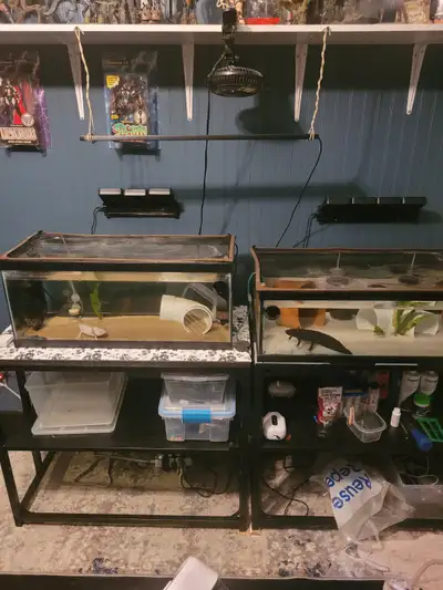 2 axolotls with complete set ups to a good home, View more