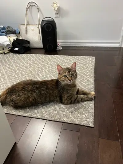Voici une chatte affectueuse à adopter, parfaite pour une famille aimante. Elle est en bonne santé e...