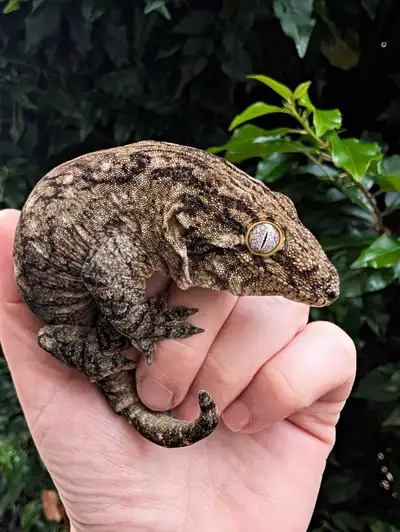 DM female Yate Leachieanus gecko, View more