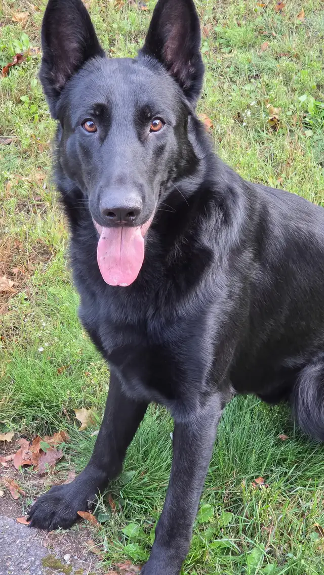 German Shepard puppies looking for loving homes | Dogs & Puppies for ...