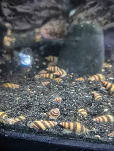 Assassin Snails , View more