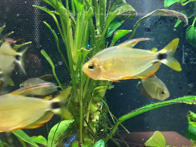 Raccoon tetra in Fish for Rehoming in Hamilton - Image 3