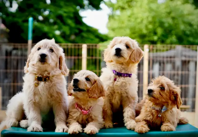 Goldendoodle Puppies in Dogs & Puppies for Rehoming in Mississauga / Peel Region - Image 5