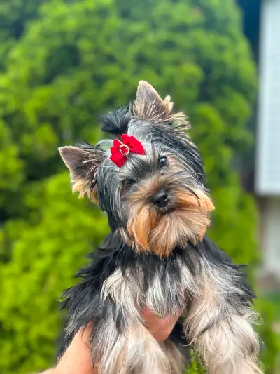 Yorkshire Terrier puppies, View more