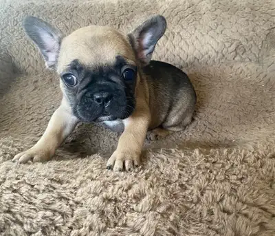 Stunning Frenchies, View more