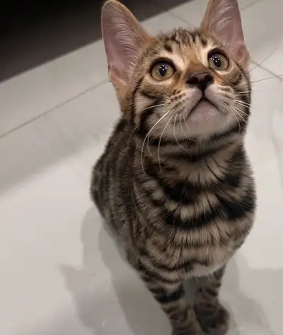 Chaton bengal pure race, View more