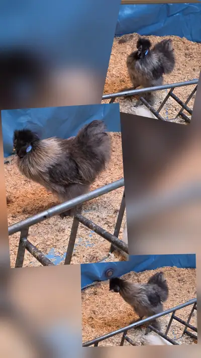 Male silkie, View more