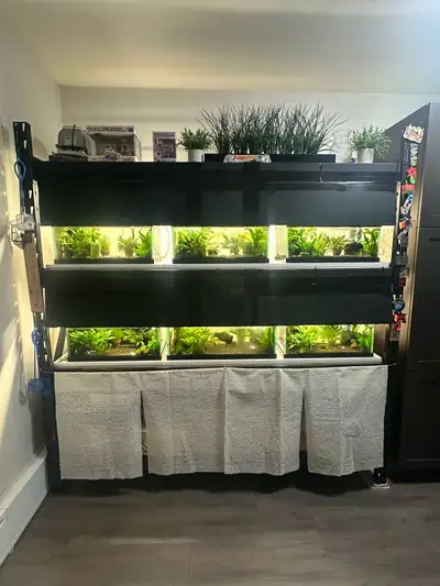 shrimp complete setup, View more