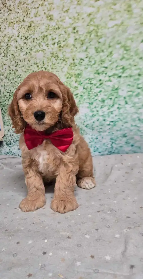 Superbes cockapoo a vendre , reçu examen médical, premier vaccin, 3 rondes de vermifuges , traitemen...
