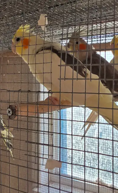 Cockatiels, View more