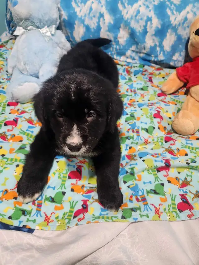 GOLDEN MOUNTAIN PUPPIES READY TO SHOW. in Dogs & Puppies for Rehoming in Barrie - Image 9