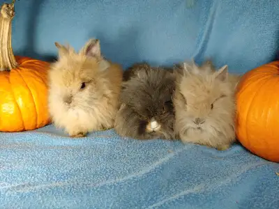 EXTRAORDINARY Netherland dwarf and lionhead baby rabbits, View more