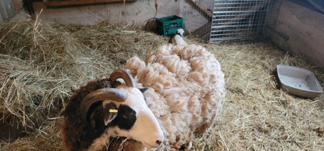 Jacob sheep with Lamb in Livestock in Peterborough