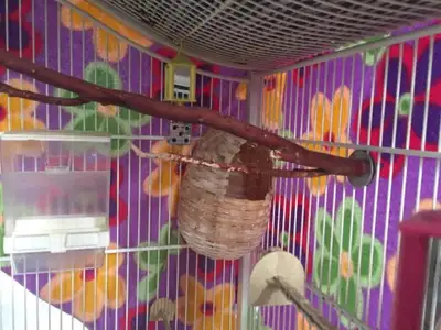 Superbe et rare cage roulante pouvant se démonter aux besoins de vos périodes de pauses ou de vos dé...