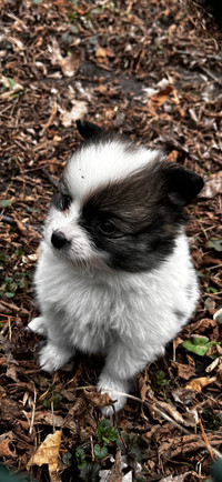 Jolie Pomeranian ❤️❤️ 