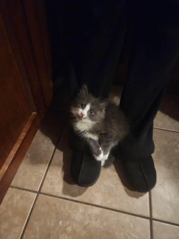 Adorable kittens for sale. in Cats & Kittens for Rehoming in Chilliwack - Image 3