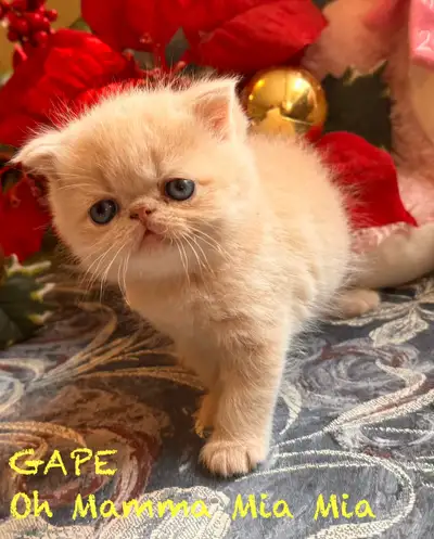 EXOTIC SHORTHAIR  registered, View more