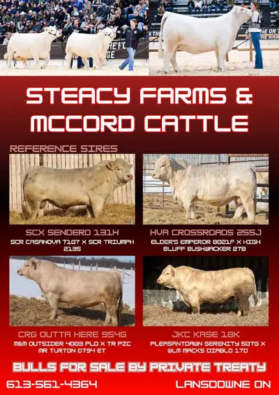 Purebred, registered charolais bulls. 1 long yearling and 8 yearlings available. Bulls will be semen...