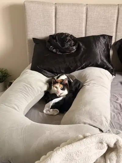 rehoming my 2 cats, View more