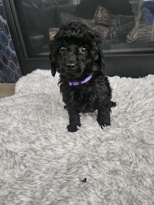 Poodle puppies for Sale in Dogs & Puppies for Rehoming in Edmonton - Image 3