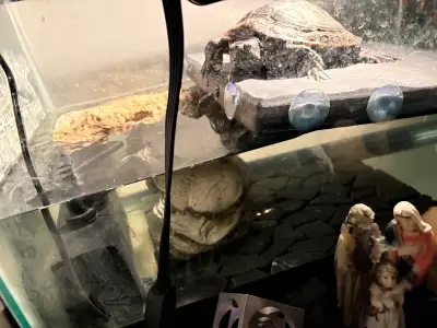 Turtle with Aquarium , View more