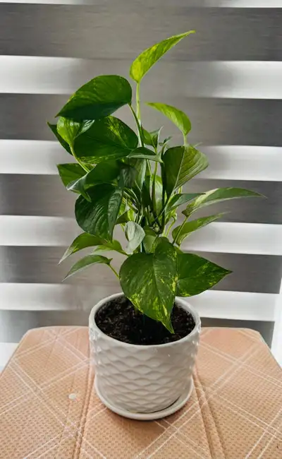 Pothos Plant with pot $25 , View more